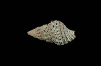 藏品(黑項鍊蟹守螺)的圖片